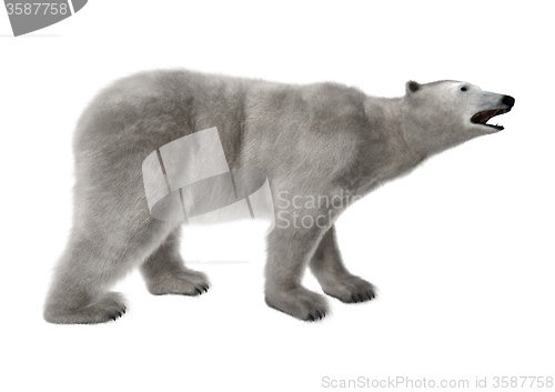 Image of Polar Bear