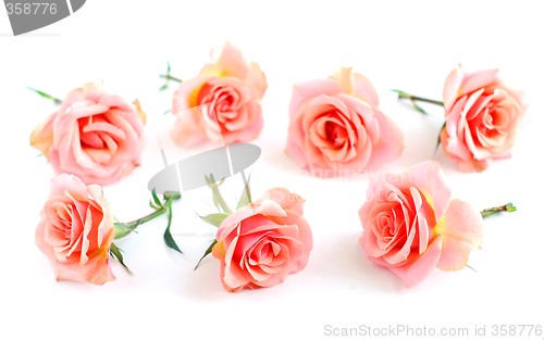 Image of Rose blossoms