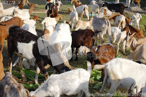 Image of goats