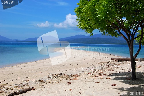 Image of Sandbar and a tree