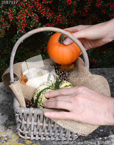 Image of Adding a small pumpkin to a basket full of gourds