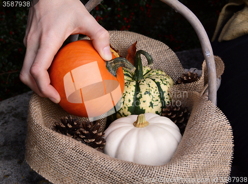 Image of Placing a sugar pumpkin into a basket with other gourds