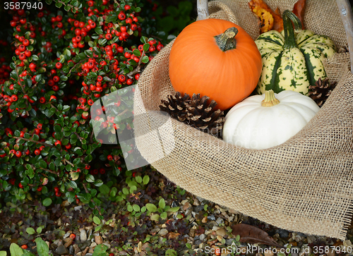 Image of Rustic basket with orange pumpkin and colourful gourds