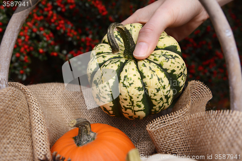Image of Young woman adds harlequin pumpkin to a basket