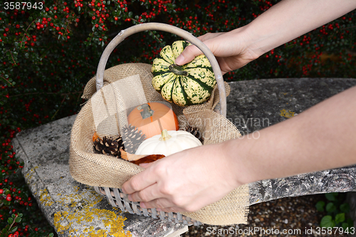 Image of Woman adds a harlequin pumpkin to a basket of gourds