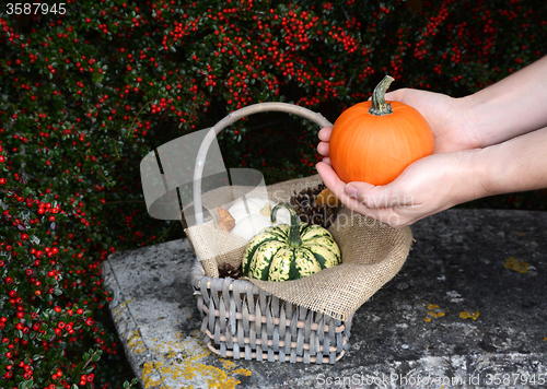 Image of Woman holds pumpkin in two hands above basket of gourds
