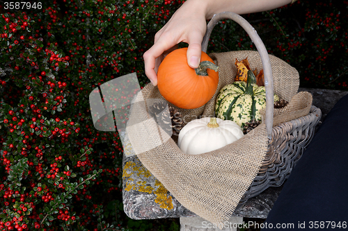 Image of Woman places a sugar pumpkin into basket of autumn gourds