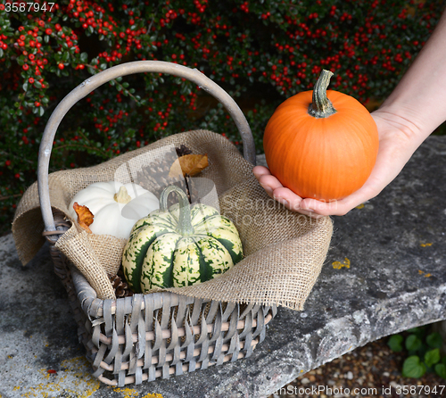 Image of Woman holding pumpkin in her hand with basket of gourds