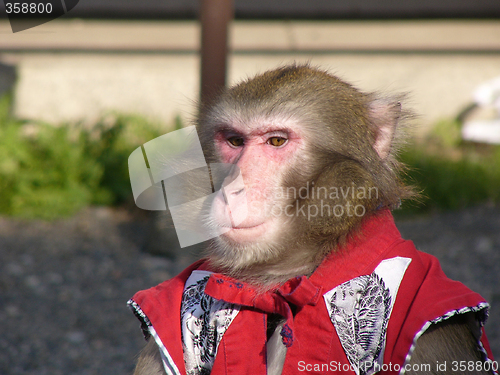 Image of Japanese macaque in show-costume
