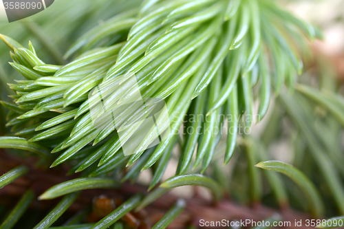 Image of Close-up of a Christmas tree