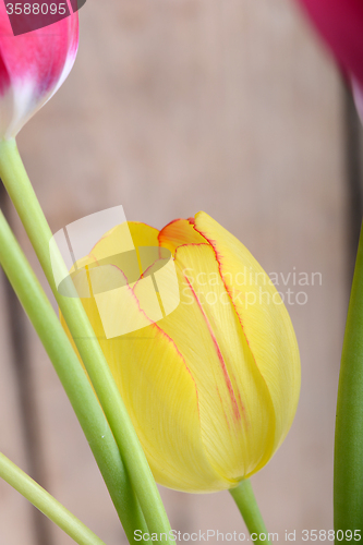 Image of red tulips and yellow flower tulip