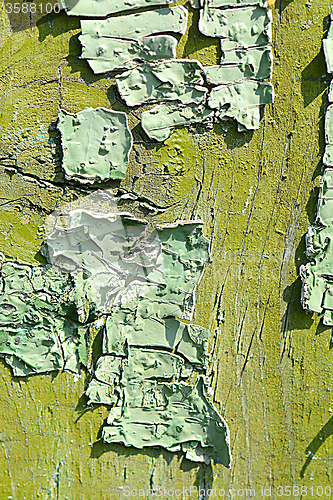 Image of Old green tree bark texture closeup