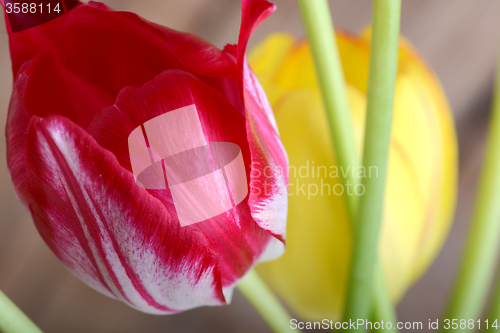 Image of red tulips and yellow flower tulip