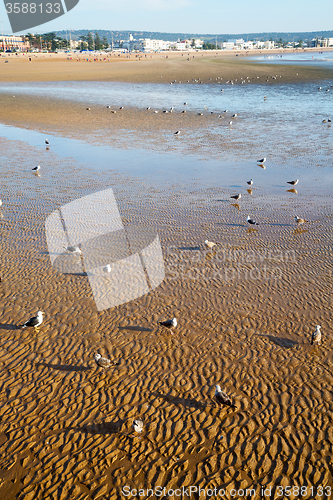 Image of abstract in   sea africa ocean wave and  bird