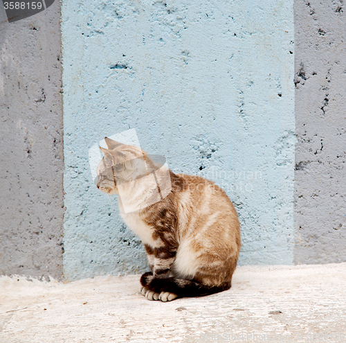 Image of alone cat in africa morocco and house background
