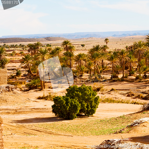 Image of sahara      africa in morocco  palm the old contruction and  his