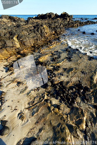 Image of     madagascar     seaweed    and rock 