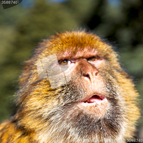 Image of old monkey in africa morocco and natural background fauna close 