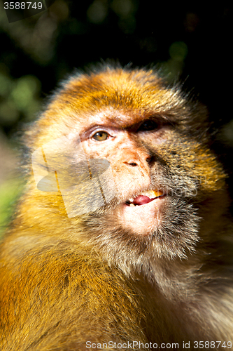 Image of old monkey in africa morocco  background fauna close up