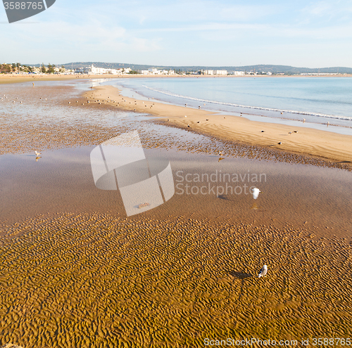 Image of abstract in morocco  sea africa ocean wave and  bird