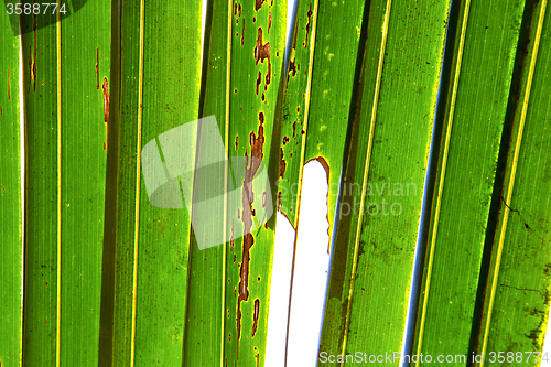 Image of    abstract  thailand   the light   veins background  of a  gree