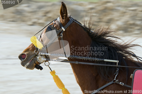 Image of Riding horse