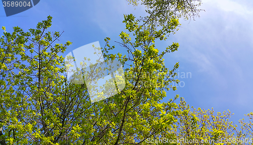 Image of Spring tree branches on a clear blue sky