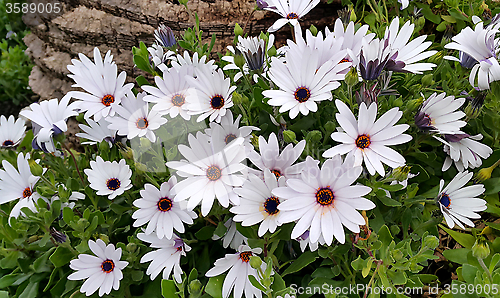 Image of Beautiful white flowers