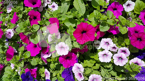 Image of Flowers of bright petunia 