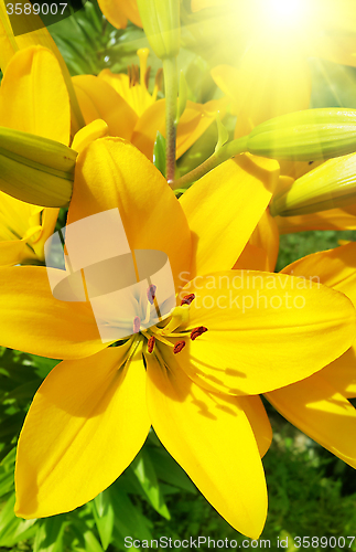 Image of Beautiful yellow lily