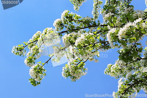 Image of Branch of a spring tree with beautiful white flowers