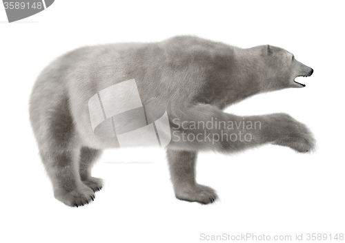 Image of Polar Bear