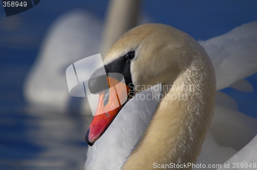 Image of Swan