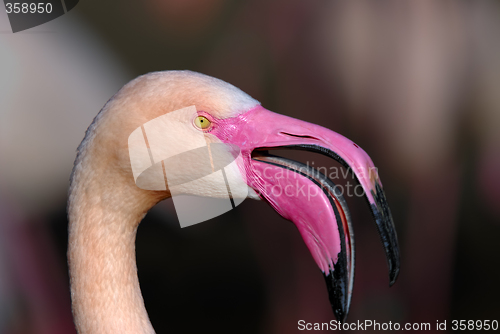 Image of Pink flamingo