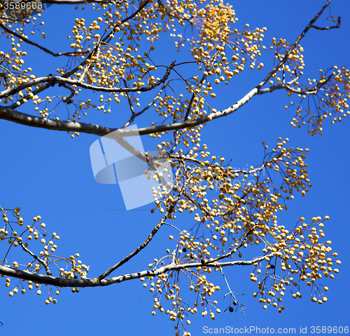 Image of yellow flower in the tree plant morocco africa