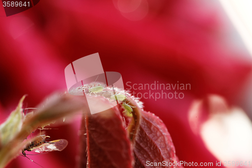 Image of Green aphid