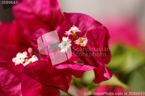 Image of Bougainvillea