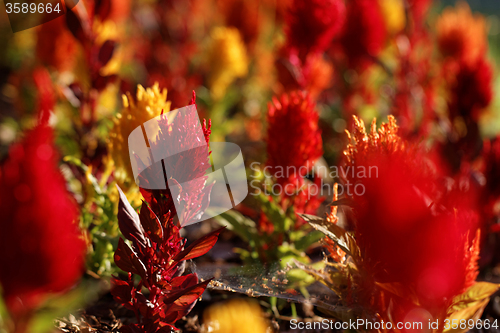 Image of Red flower 