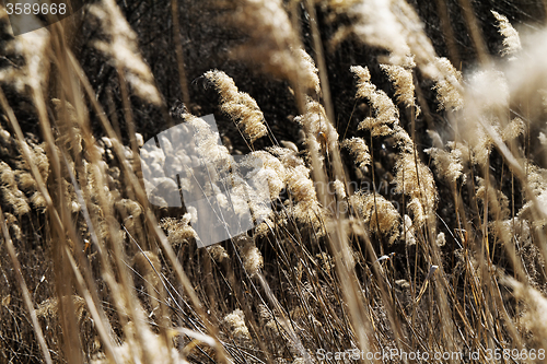 Image of Dry plant
