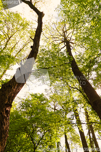 Image of Forest at spring