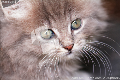 Image of Cute small cat
