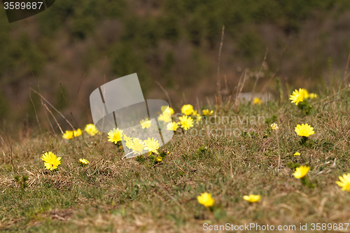 Image of Yellow flower