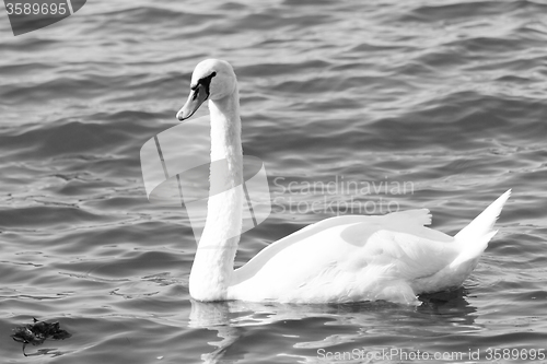 Image of White swan