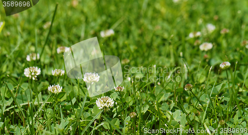 Image of Alfalfa