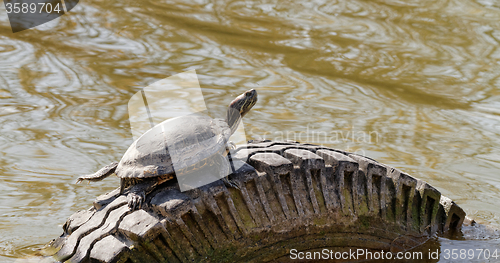 Image of Cute turtle