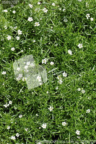 Image of Sweet alyssum