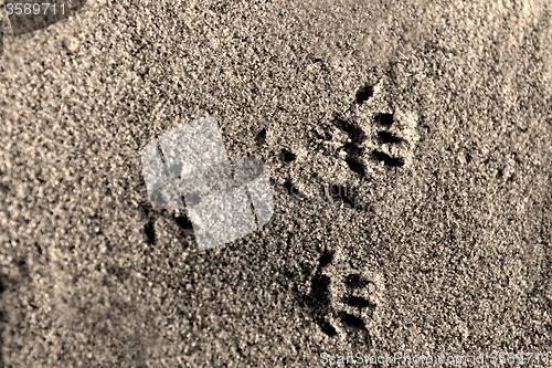 Image of Animal foot print