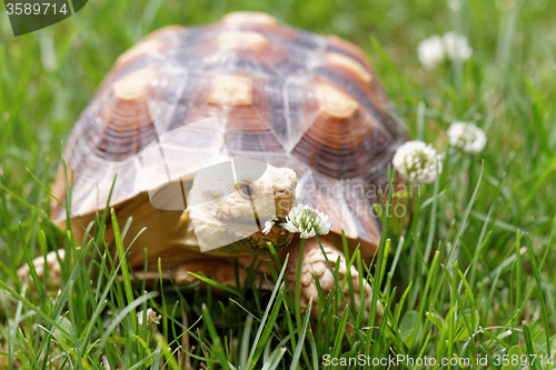 Image of African Spurred Tortoise