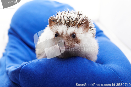 Image of Cute hedgehog