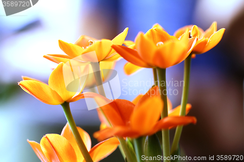 Image of Orange flower